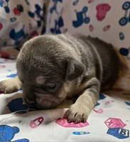 PEANUT, a female French Bulldog for sale in Cumberland, MD – 2 of 4