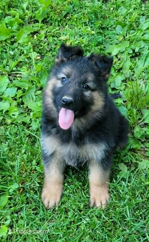 PLUSH GIRL 1 – German Shepherd Dog puppy for sale in Cumberland, MD