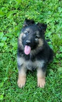 PLUSH GIRL 1, a female German Shepherd Dog for sale in Cumberland, MD – 1 of 4