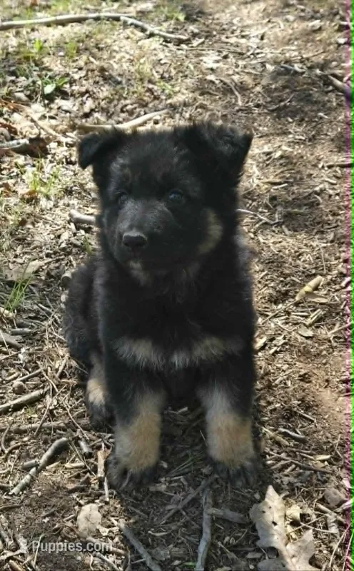 GIRL 3 – German Shepherd Dog puppy for sale in Cumberland, MD