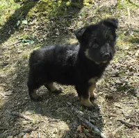 GIRL 3, a female German Shepherd Dog for sale in Cumberland, MD – Photo 2 of 8