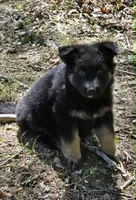 GIRL 3, a female German Shepherd Dog for sale in Cumberland, MD – Photo 4 of 8