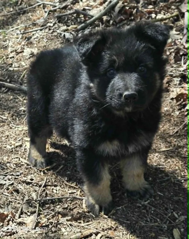 GIRL 3 – German Shepherd Dog puppy for sale in Cumberland, MD