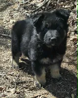 GIRL 3, a female German Shepherd Dog for sale in Cumberland, MD – Photo 3 of 8