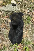 GIRL 3, a female German Shepherd Dog for sale in Cumberland, MD – Photo 5 of 8