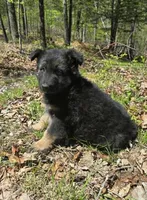 GIRL 3, a female German Shepherd Dog for sale in Cumberland, MD – Photo 6 of 8