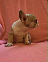 QUEENIE, a female French Bulldog for sale in Cumberland, MD – 2 of 5