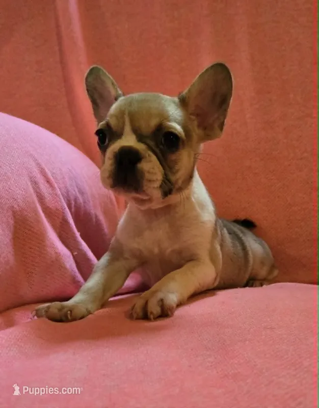 QUEENIE – French Bulldog puppy for sale in Cumberland, MD