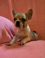 QUEENIE, a female French Bulldog for sale in Cumberland, MD – 1 of 5