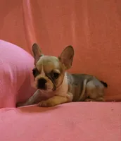 QUEENIE, a female French Bulldog for sale in Cumberland, MD – 3 of 5