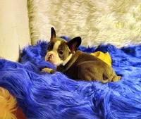 STITCH, a male Frenchton for sale in Cumberland, MD – 4 of 9