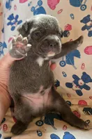 LIL BOY 2, a male French Bulldog for sale in Cumberland, MD – 3 of 3