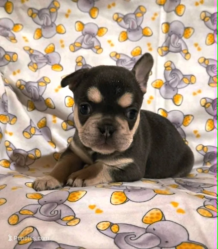 Sweetie   – French Bulldog puppy for sale in Cumberland, MD