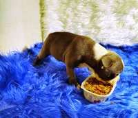FRIAR TUCK, a male Frenchton for sale in Cumberland, MD – 3 of 8