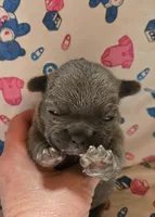 LIL GIRL 1, a female French Bulldog for sale in Cumberland, MD – 3 of 3