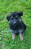 Big Boy 2, a male German Shepherd Dog for sale in Cumberland, MD – 2 of 10