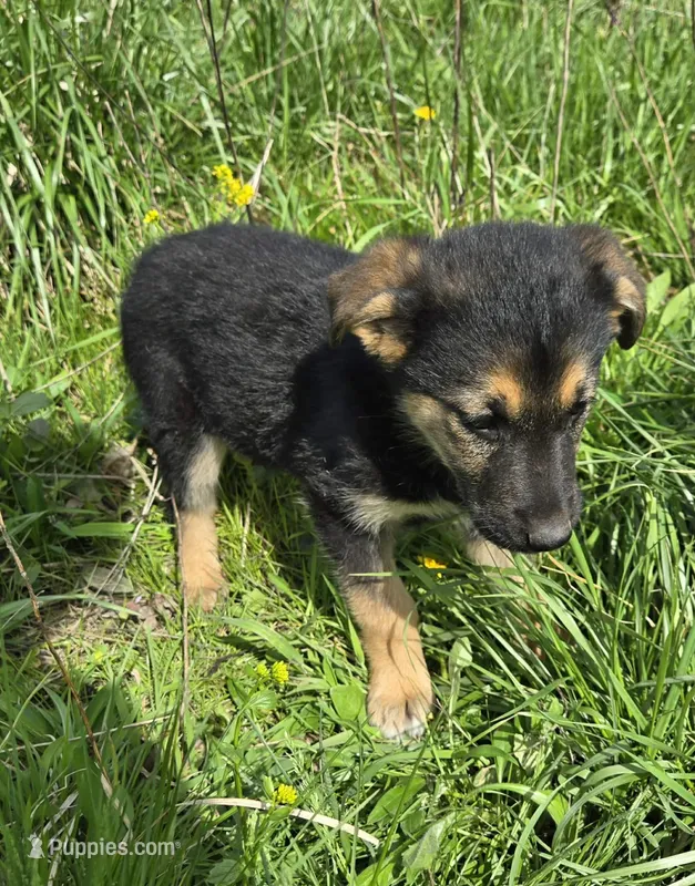 GOLDEN SHEPHERD – German Shepherd Dog, Golden Retriever puppy for sale in Cumberland, MD