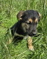 GOLDEN SHEPHERD, a female German Shepherd Dog and Golden Retriever for sale in Cumberland, MD – Photo 2 of 3
