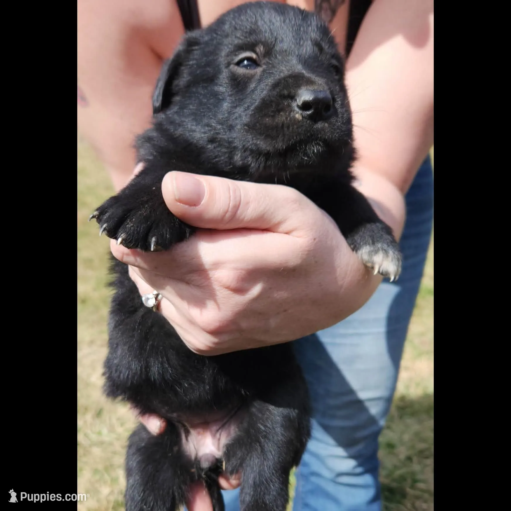 Golden Shepherd FEMALE 1, a female German Shepherd Dog and English Cream Golden Retriever for sale in Cumberland, MD – Photo 3 of 3