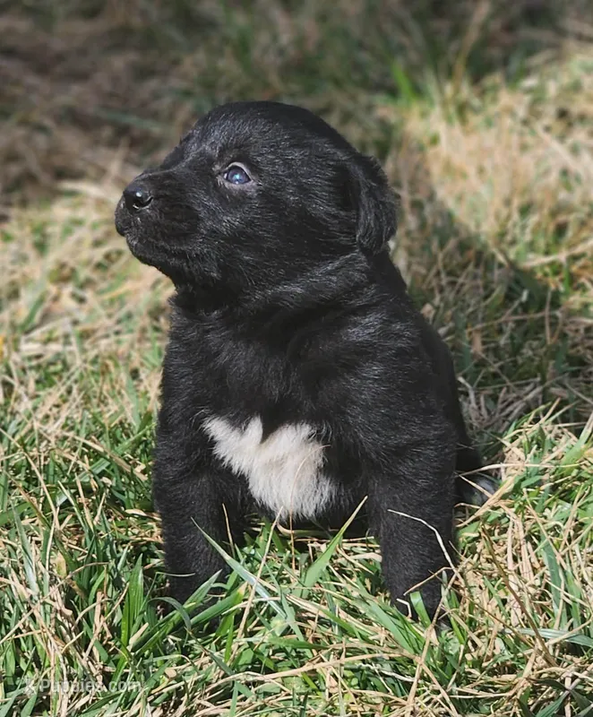 Golden Shepherd FEMALE 1 – German Shepherd Dog, English Cream Golden Retriever puppy for sale in Cumberland, MD
