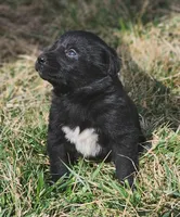 Golden Shepherd FEMALE 1, a female German Shepherd Dog and English Cream Golden Retriever for sale in Cumberland, MD – Photo 1 of 3