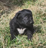 Golden Shepherd FEMALE 1, a female German Shepherd Dog and English Cream Golden Retriever for sale in Cumberland, MD – Photo 2 of 3