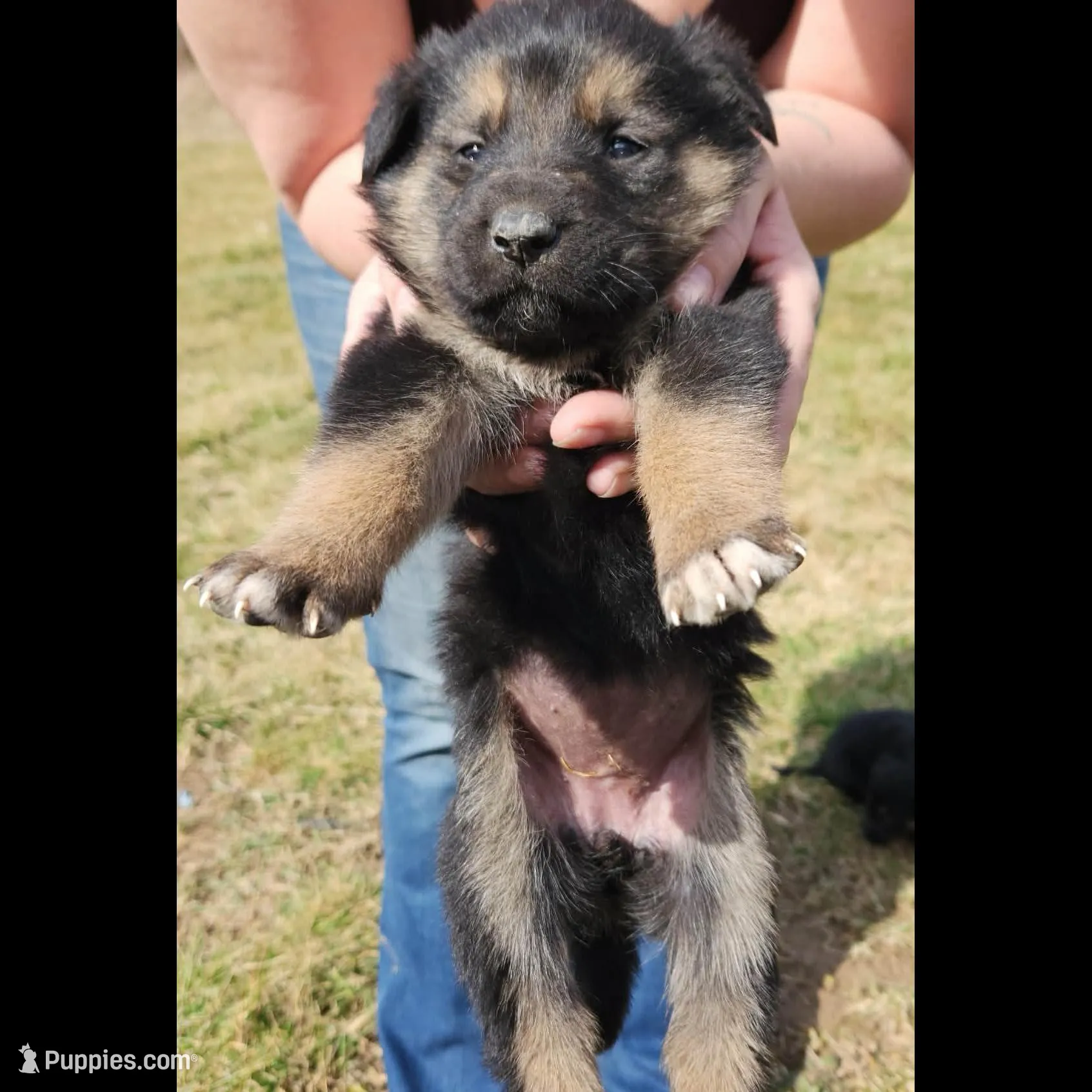 Golden Shepherd FEMALE 3 , a female German Shepherd Dog and English Cream Golden Retriever for sale in Cumberland, MD – Photo 3 of 3