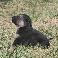 Golden Shepherd FEMALE 3 , a female German Shepherd Dog and English Cream Golden Retriever for sale in Cumberland, MD – Photo 1 of 3