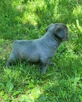 LIL BOY 1, a male Frenchton for sale in Cumberland, MD – 3 of 10