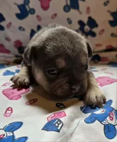 PEANUT, a female French Bulldog for sale in Cumberland, MD – 3 of 4