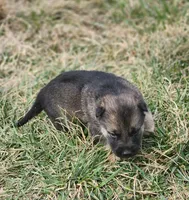 Shepherd Husky MALE 2, a male German Shepherd Dog and Siberian Husky for sale in Cumberland, MD – Photo 2 of 3