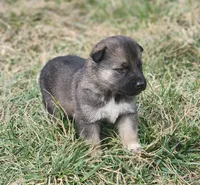 Shepherd Husky MALE 2, a male German Shepherd Dog and Siberian Husky for sale in Cumberland, MD – Photo 1 of 3