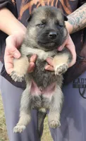 Shepherd Husky MALE 2, a male German Shepherd Dog and Siberian Husky for sale in Cumberland, MD – Photo 3 of 3