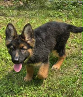 Princess, a female German Shepherd Dog for sale in Cumberland, MD – 3 of 6