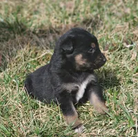 Golden Shepherd MALE 4, a male German Shepherd Dog and English Cream Golden Retriever for sale in Cumberland, MD – Photo 2 of 3