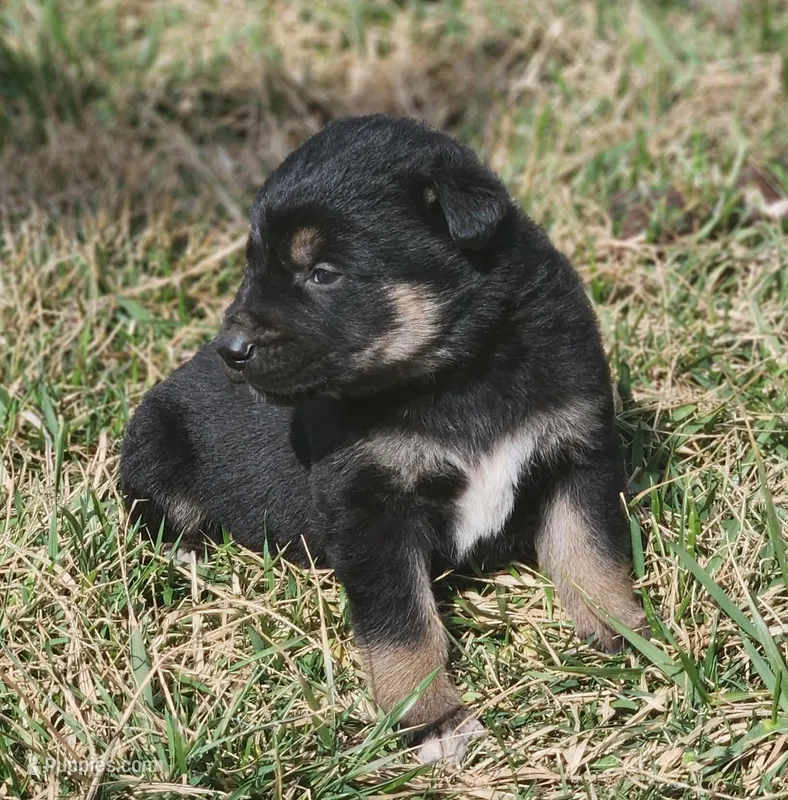 Golden Shepherd MALE 4 – German Shepherd Dog, English Cream Golden Retriever puppy for sale in Cumberland, MD