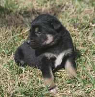 Golden Shepherd MALE 4, a male German Shepherd Dog and English Cream Golden Retriever for sale in Cumberland, MD – Photo 1 of 3
