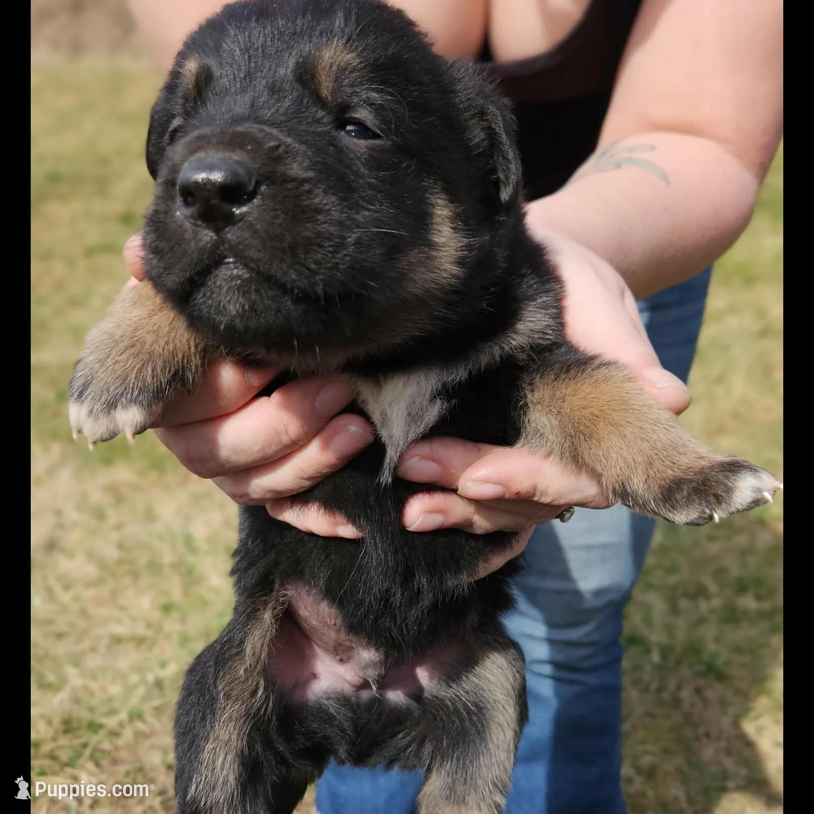 Golden Shepherd MALE 4, a male German Shepherd Dog and English Cream Golden Retriever for sale in Cumberland, MD – Photo 3 of 3