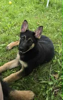 LOVER GIRL, a female German Shepherd Dog for sale in Cumberland, MD – 4 of 10