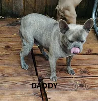 ESMERELDA, a female Frenchton for sale in Cumberland, MD – 9 of 9