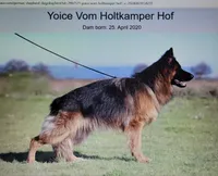 Big Boy 3, a male German Shepherd Dog for sale in Cumberland, MD – 6 of 6