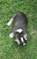 Undeniably Handsome, a male French Bulldog for sale in Cumberland, MD – 5 of 10