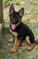 Princess, a female German Shepherd Dog for sale in Cumberland, MD – 2 of 6