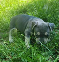 PEANUT, a female Frenchton for sale in Cumberland, MD – 3 of 10
