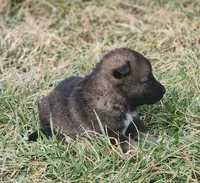 Shepherd Husky FEMALE 3, a female German Shepherd Dog and Siberian Husky for sale in Cumberland, MD – Photo 2 of 3