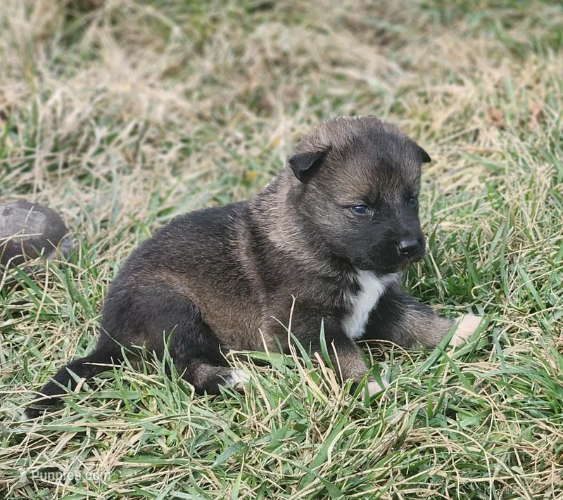 Shepherd Husky FEMALE 3 – German Shepherd Dog, Siberian Husky puppy for sale in Cumberland, MD