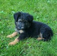 Big Boy 1, a male German Shepherd Dog for sale in Cumberland, MD – 2 of 7