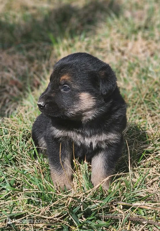 Golden Shepherd FEMALE 2  – German Shepherd Dog, English Cream Golden Retriever puppy for sale in Cumberland, MD
