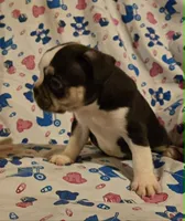 Undeniably Handsome, a male French Bulldog for sale in Cumberland, MD – 7 of 10