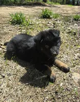 GIRL 1, a female German Shepherd Dog for sale in Cumberland, MD – Photo 2 of 7